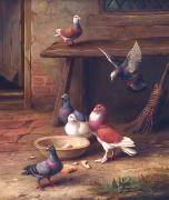 unknow artist Pigeons 064 oil painting picture wholesale